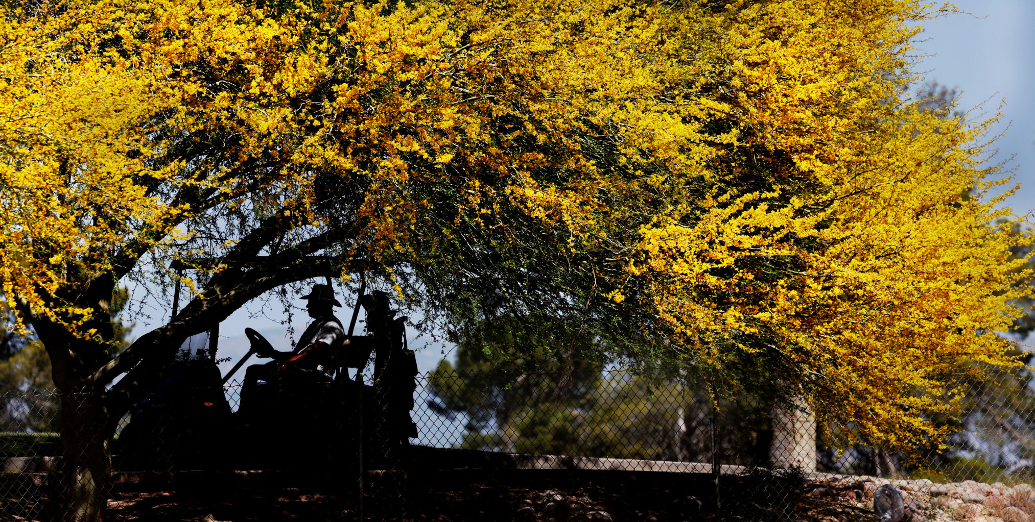 Palo Verdes